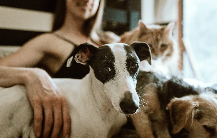 Cane e gatto con ragazza